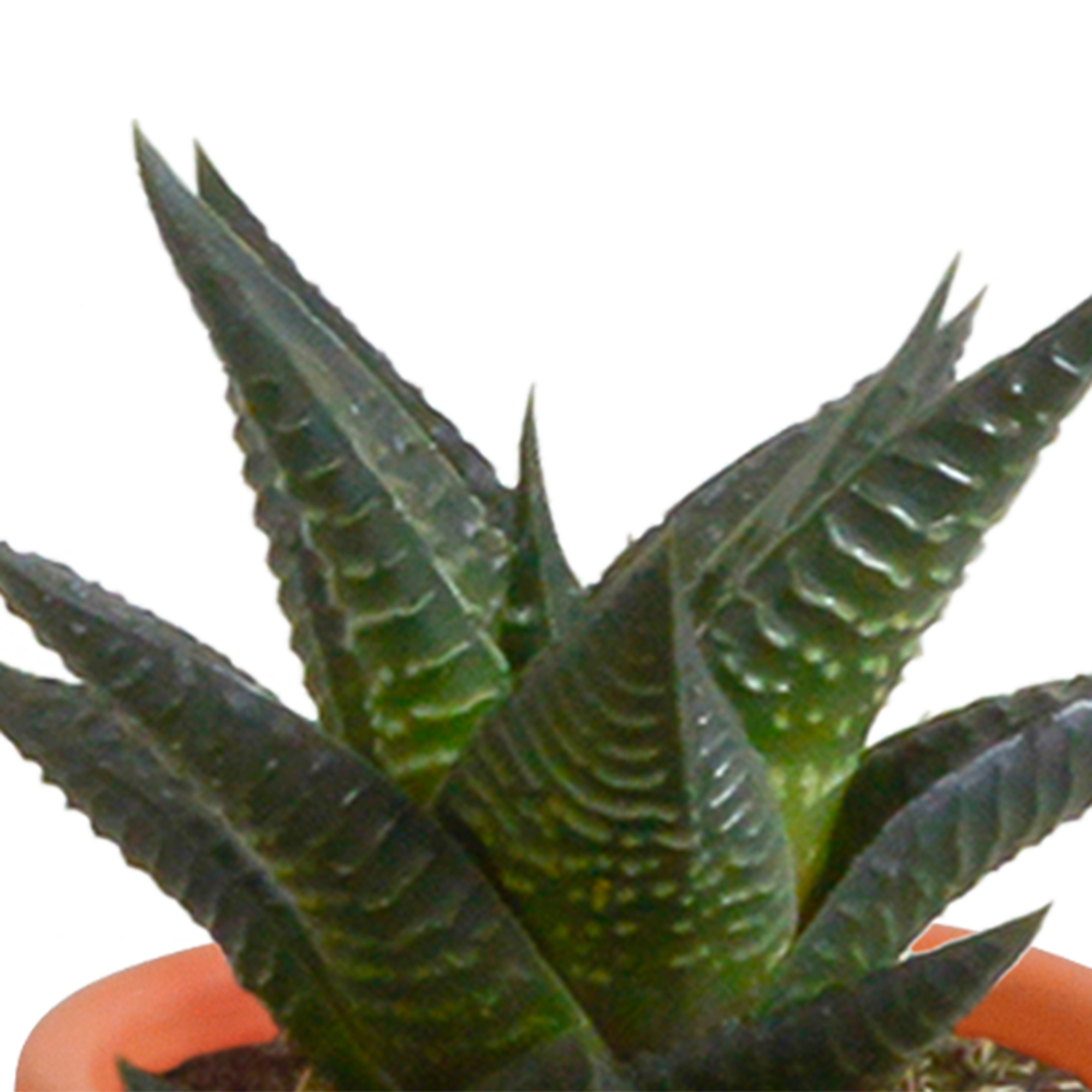 Mix di cactus e piante grasse 5,5 cm | 15 pezzi - in vaso di terracotta