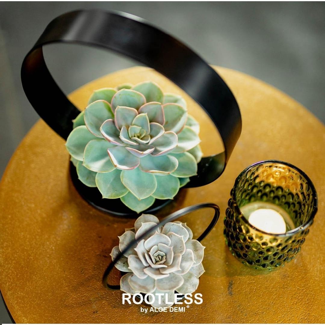ROOTLESS Succulent Echeveria Pulidonis on Deco table stand Ø20 cm - ↕20 cm