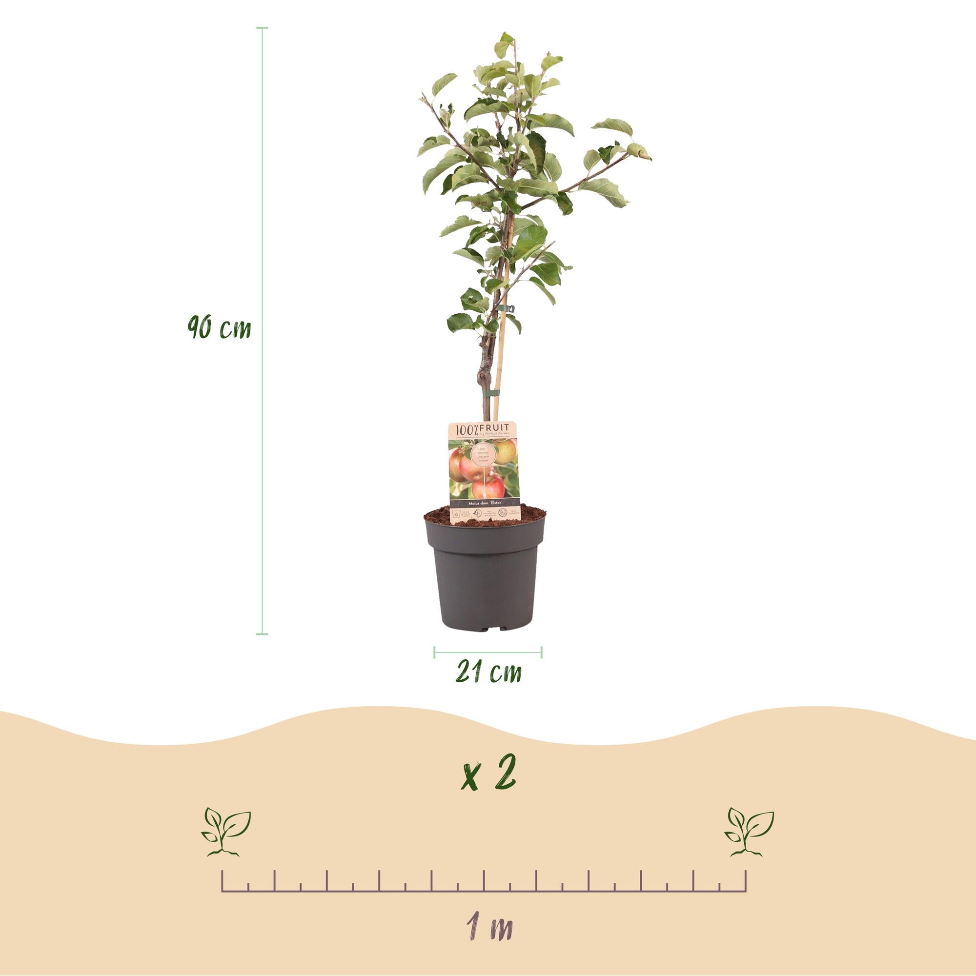 Appelboom - Malus domestica Elstar - Rode groene Appel - Pot 21cm Hoogte 90cm