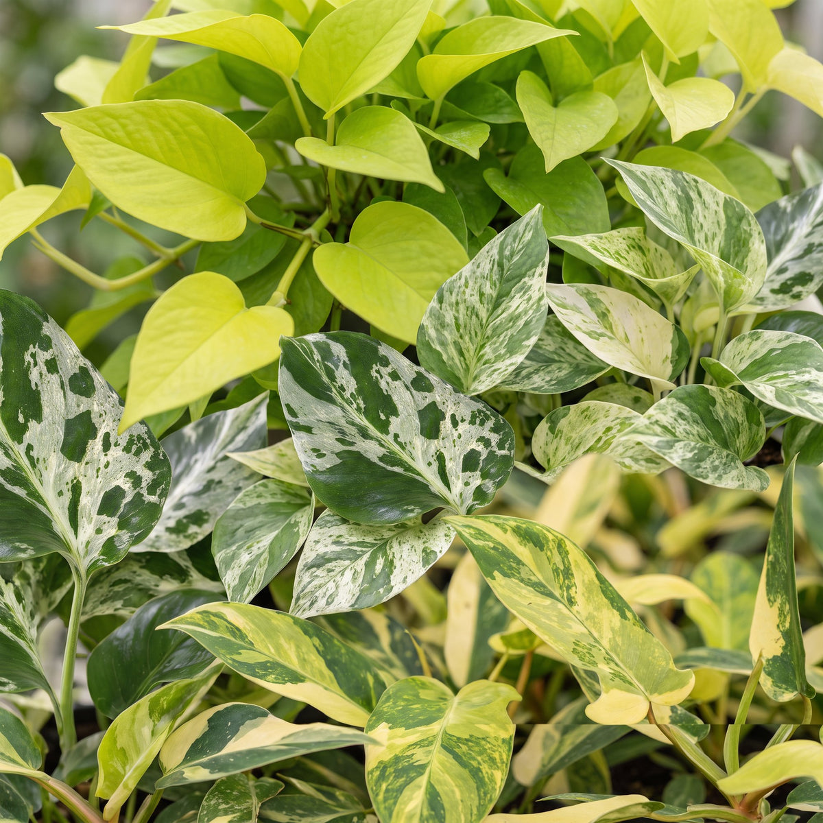 Baby Planten Tropical Mix - Diversen 3x - Tropisch - incl. Linnea Misty Blue - Ø6cm - ↕10-15cm