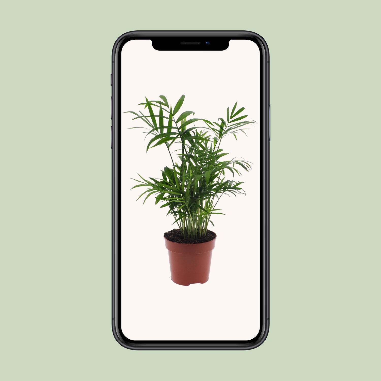 Chamaedorea Elegans – Mexikanische Bergpalme – Ø 12 cm – ↕ 40 cm