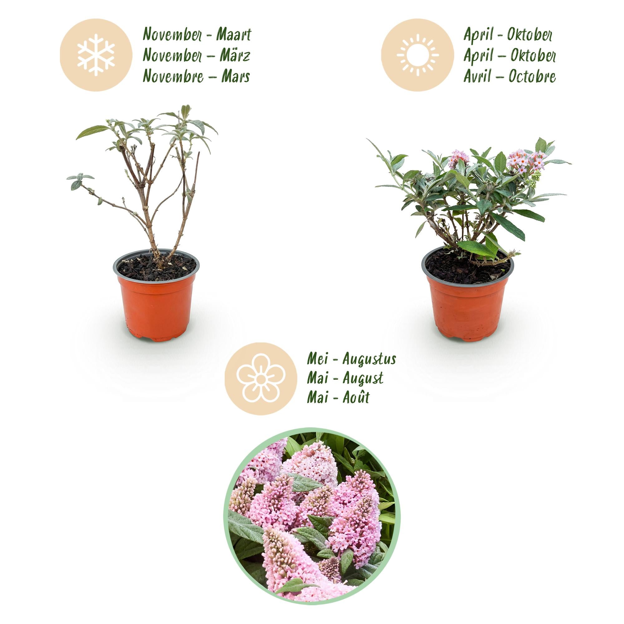 Buddleja davidii Butterfly Candy Little Pink - Vlinderstruik - Compact - Roze - 1 Plant - Pot 12cm - Hoogte 20-25cm