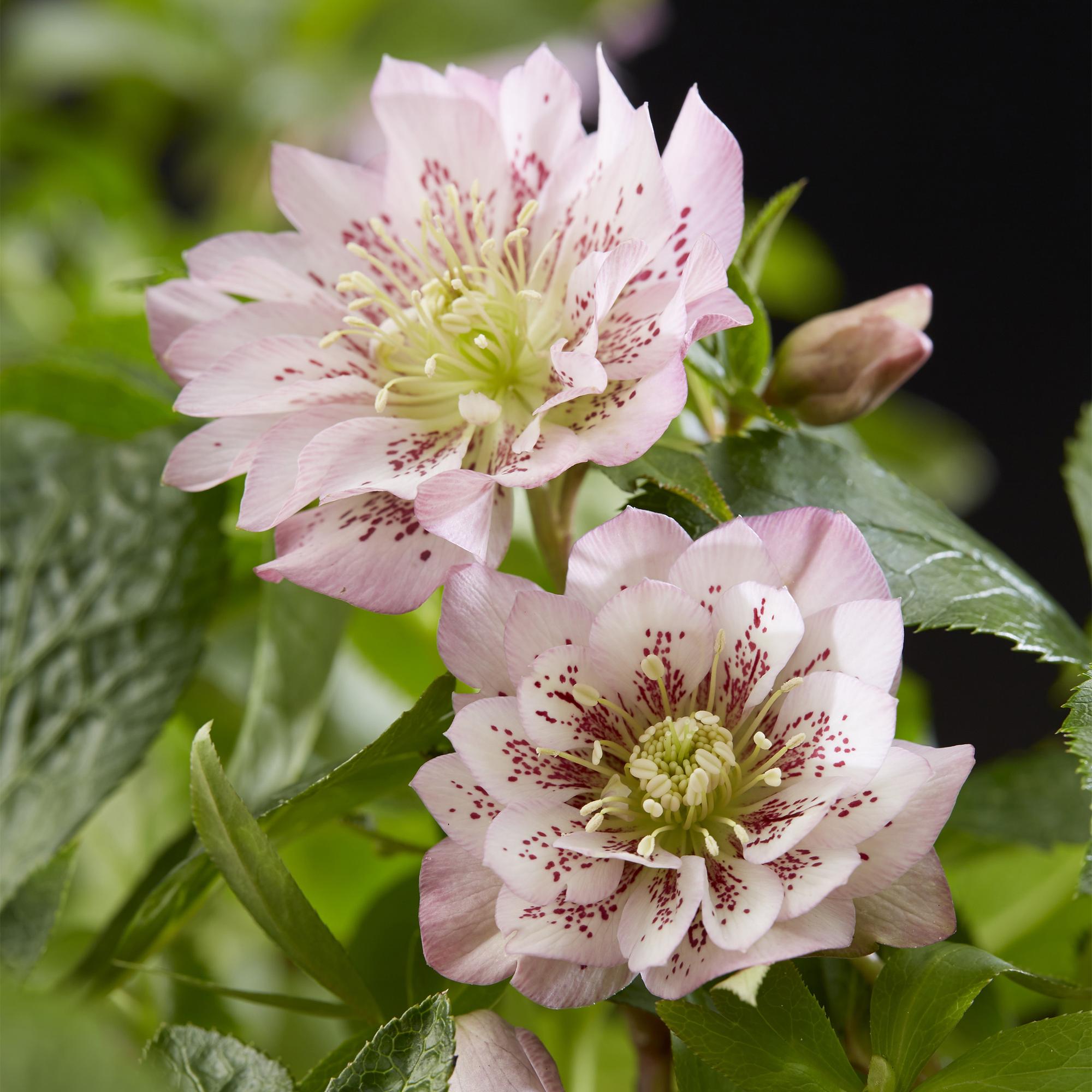 Lenten Rose - Helleborus orientalis Double Ellen Pink - Roze Bloem -2 Planten - Groenblijvend - Pot 14cm Hoogte 35cm