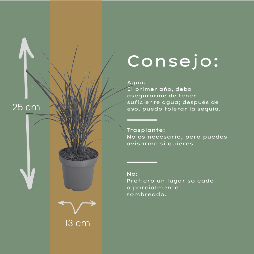3x Miscanthus sinensis ‘Zebrinus’ – Opvallend zebragras met decoratief gestreept blad | Potmaat 12 cm