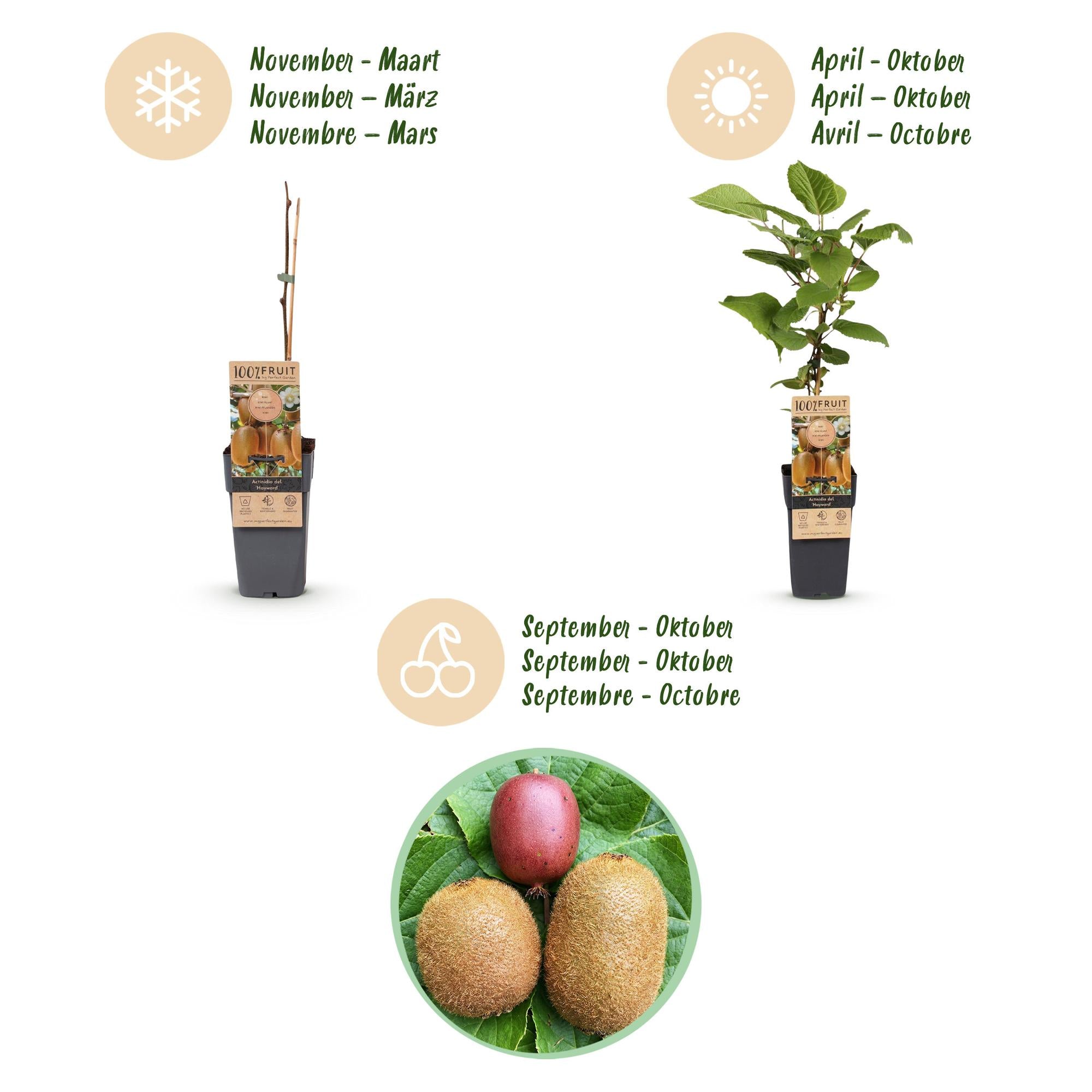 Actinidia Weiki & Hayward, Ken's Red, Golden Kiwi - Kiwiplant - 1 Mannelijke - 3 Vrouwelijke - Planten - Groen-Rood-Geel - Pot 15cm - Hoogte 50cm