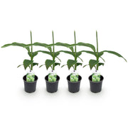 Bananen plant - Musa Basjoo - Winterhard - 4 planten - Pot 12cm Hoogte 30cm