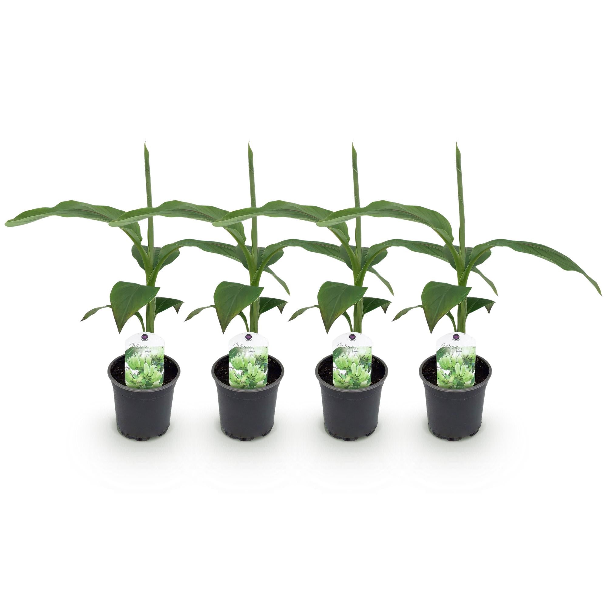 Bananen plant - Musa Basjoo - Winterhard - 4 planten - Pot 12cm Hoogte 30cm