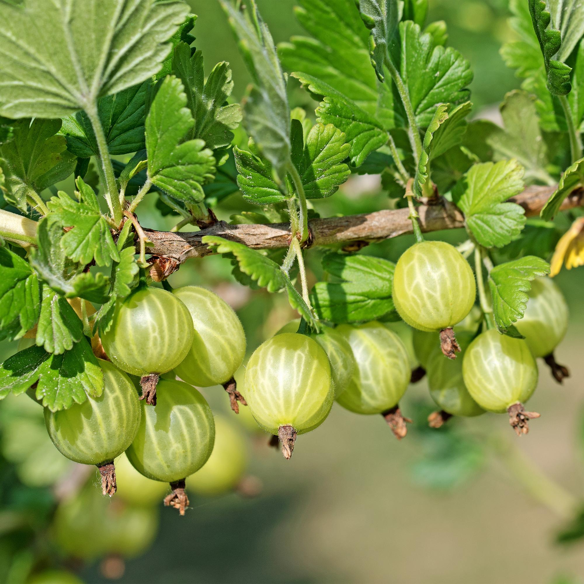 Kruisbes - Ribes uva-crispa Invicta - Groene Bes - 2 planten -  Pot 11cm Hoogte 40cm
