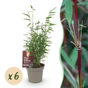 Bamboe - Fargesia Red Dragon - Bladhoudend - Niet Woekerend - Groen - 6 Planten - Pot 14cm - Hoogte 35cm
