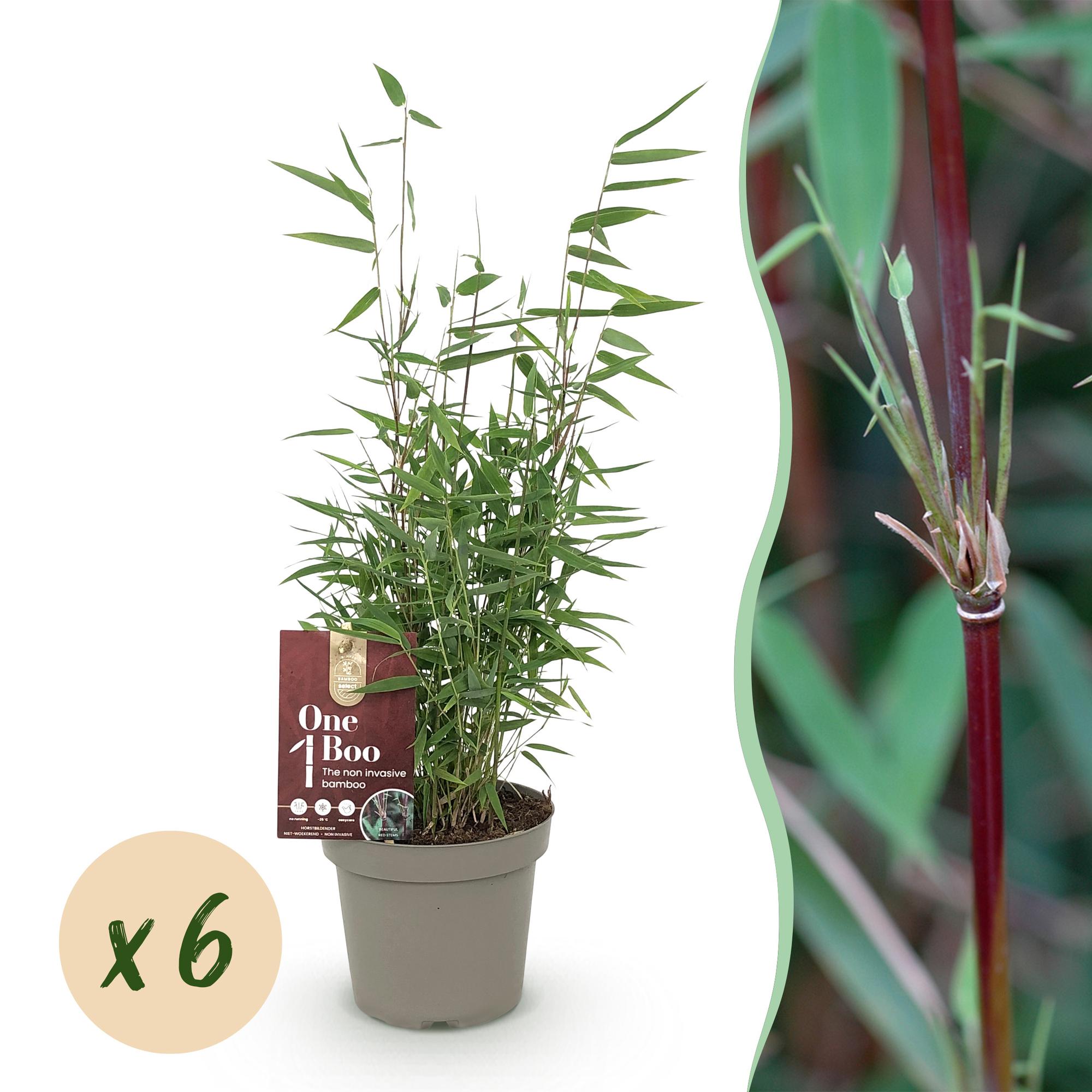 Bamboe - Fargesia Red Dragon - Bladhoudend - Niet Woekerend - Groen - 6 Planten - Pot 14cm - Hoogte 35cm