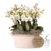 Kolibri Orchids | Witte Mono Bouquet Blossom Lausanne in Cotton Basket
