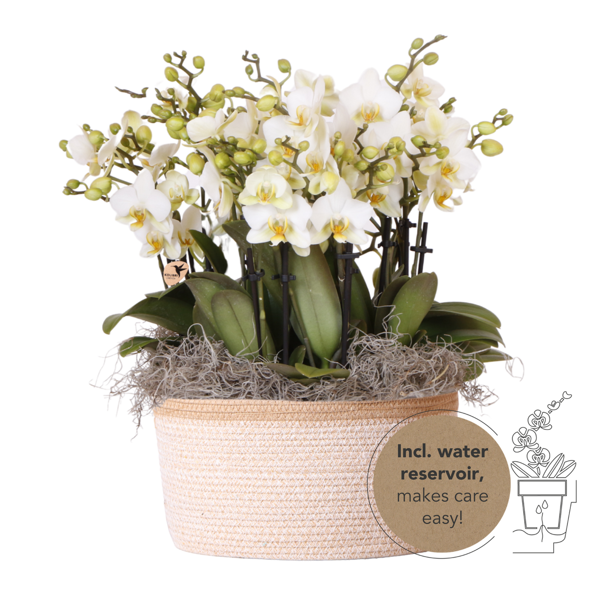 Kolibri Orchids | Witte Mono Bouquet Blossom Lausanne in Cotton Basket