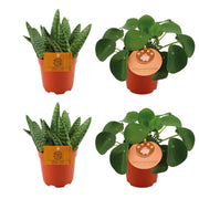 2x Aloe paradisicum + 2x Pilea peperomoides - 4 Stück - Ø 10,5 cm - ↕ 10 cm
