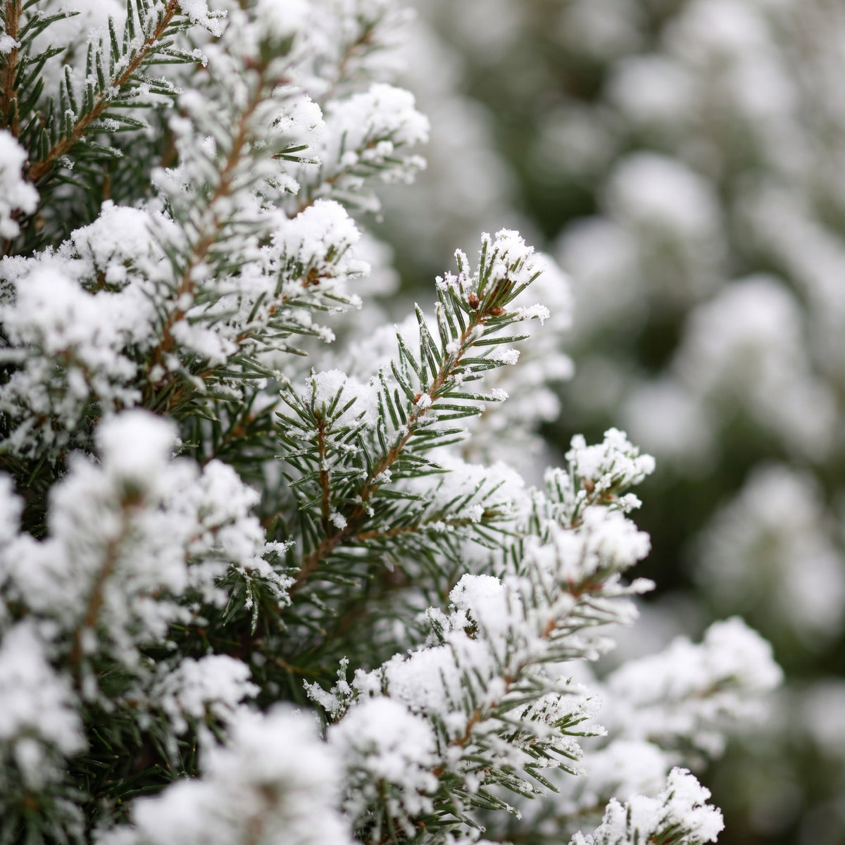 Picea glauca Conica - 2x Kegelspar - Groen - Wit - Kerstboom - incl. mand - Ø17cm - ↕65cm