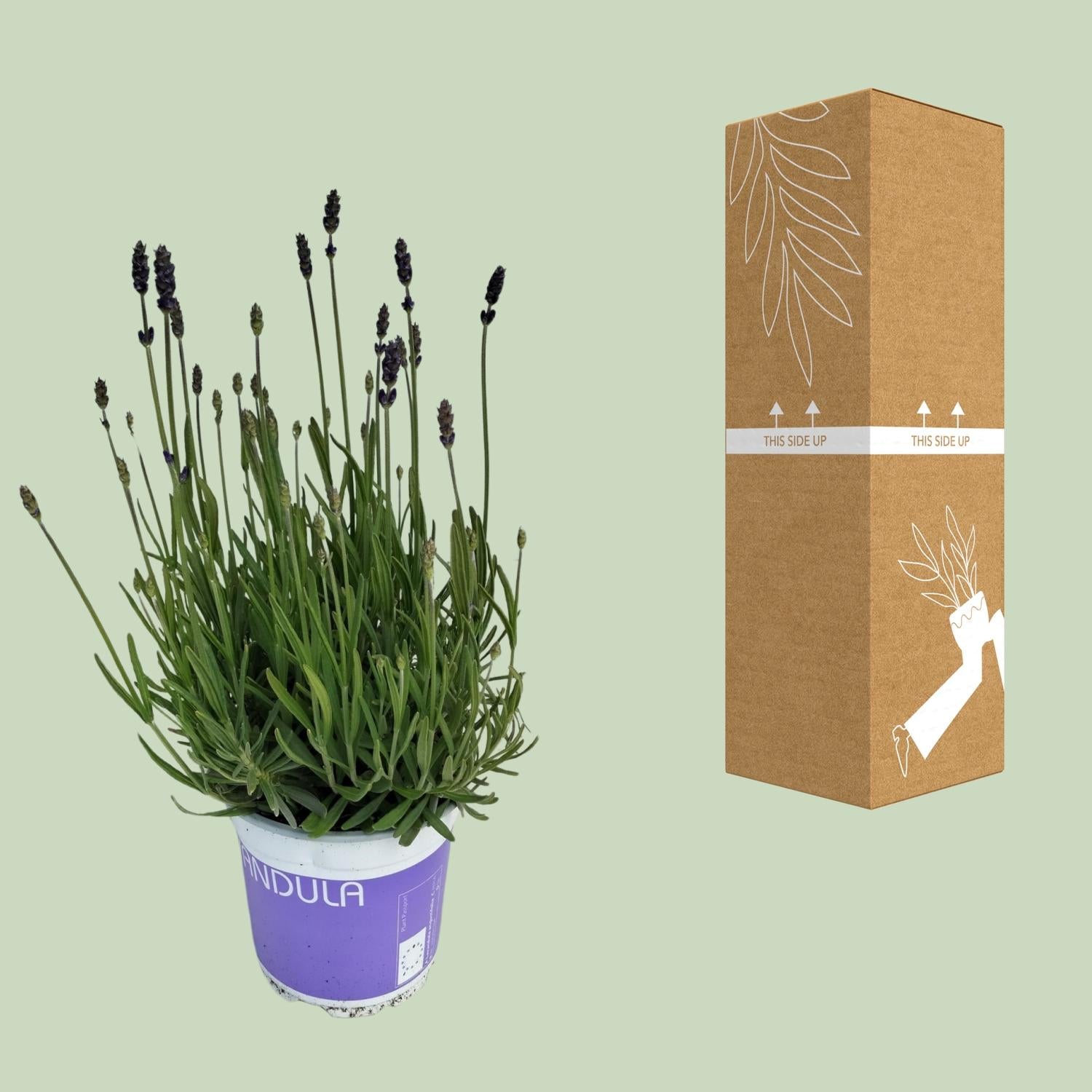 Lavanda Lavandula Hidcote Blu Blu - Ø12cm - ↕20cm