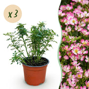 Rosa Cutie Pie - Roos - Winterhard - Roze - 3 Planten - Pot 12cm - Hoogte Hoogte 20-25cm