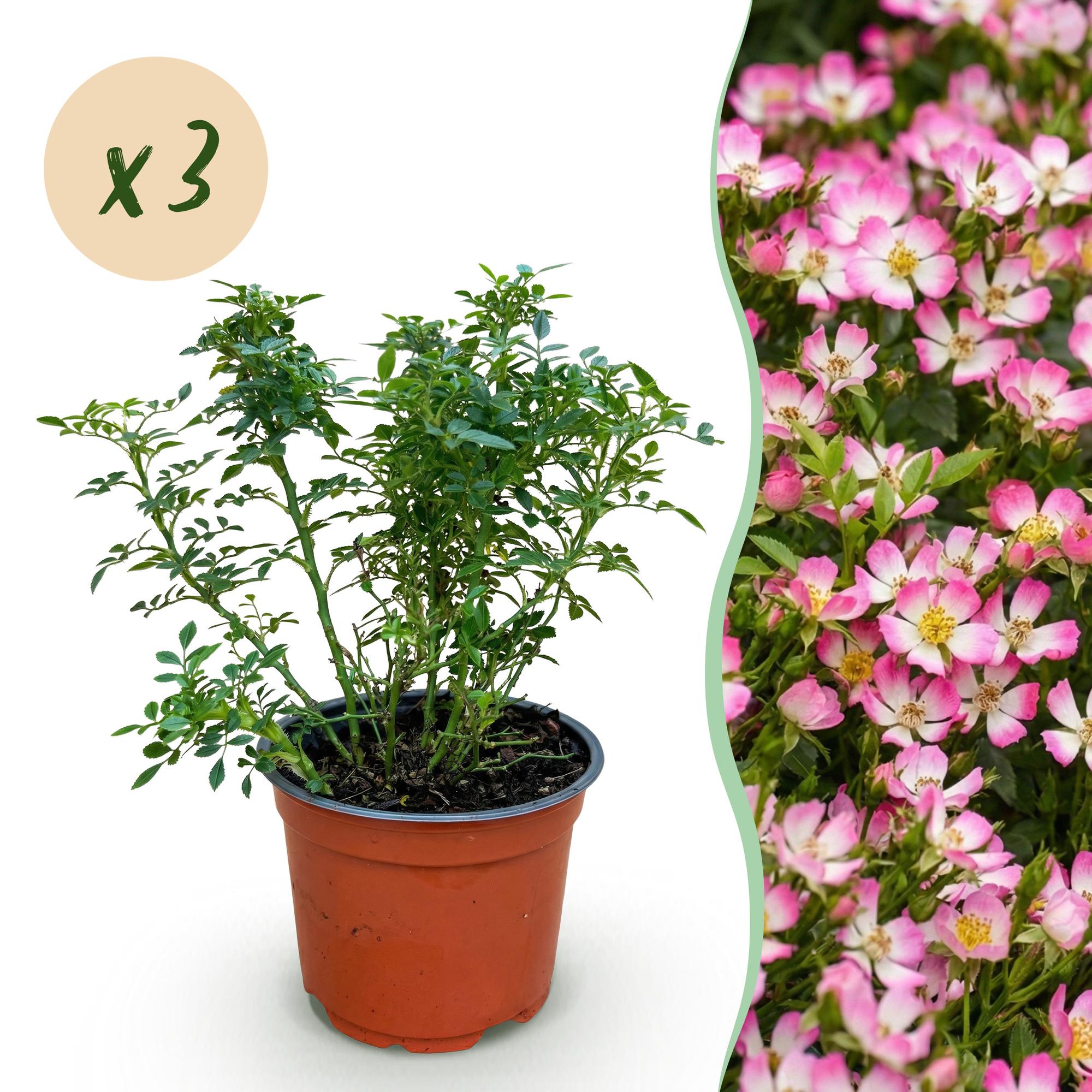 Rosa Cutie Pie - Roos - Winterhard - Roze - 3 Planten - Pot 12cm - Hoogte Hoogte 20-25cm