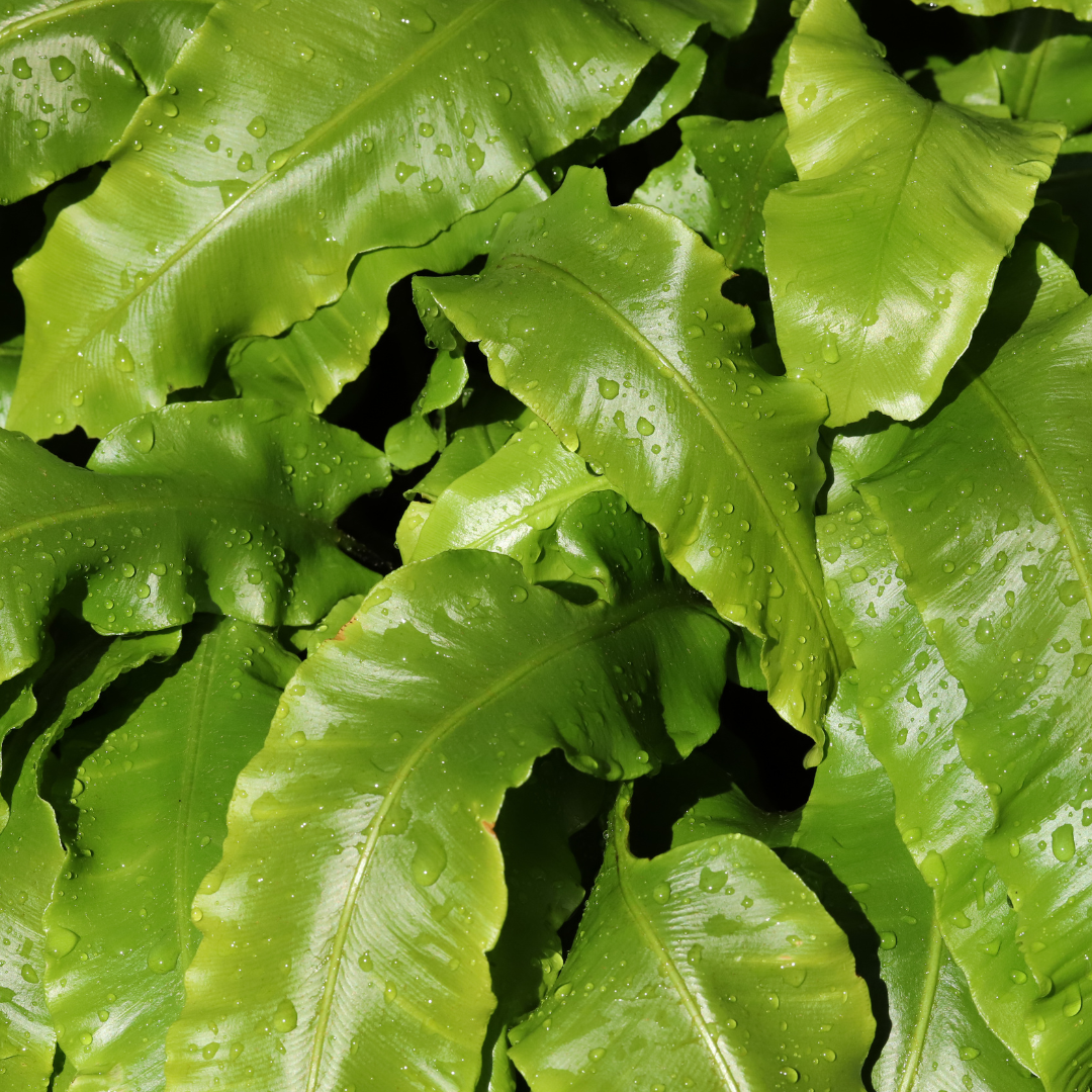 60x Asplenium scolopendrium - ↕10-25cm - Ø9cm