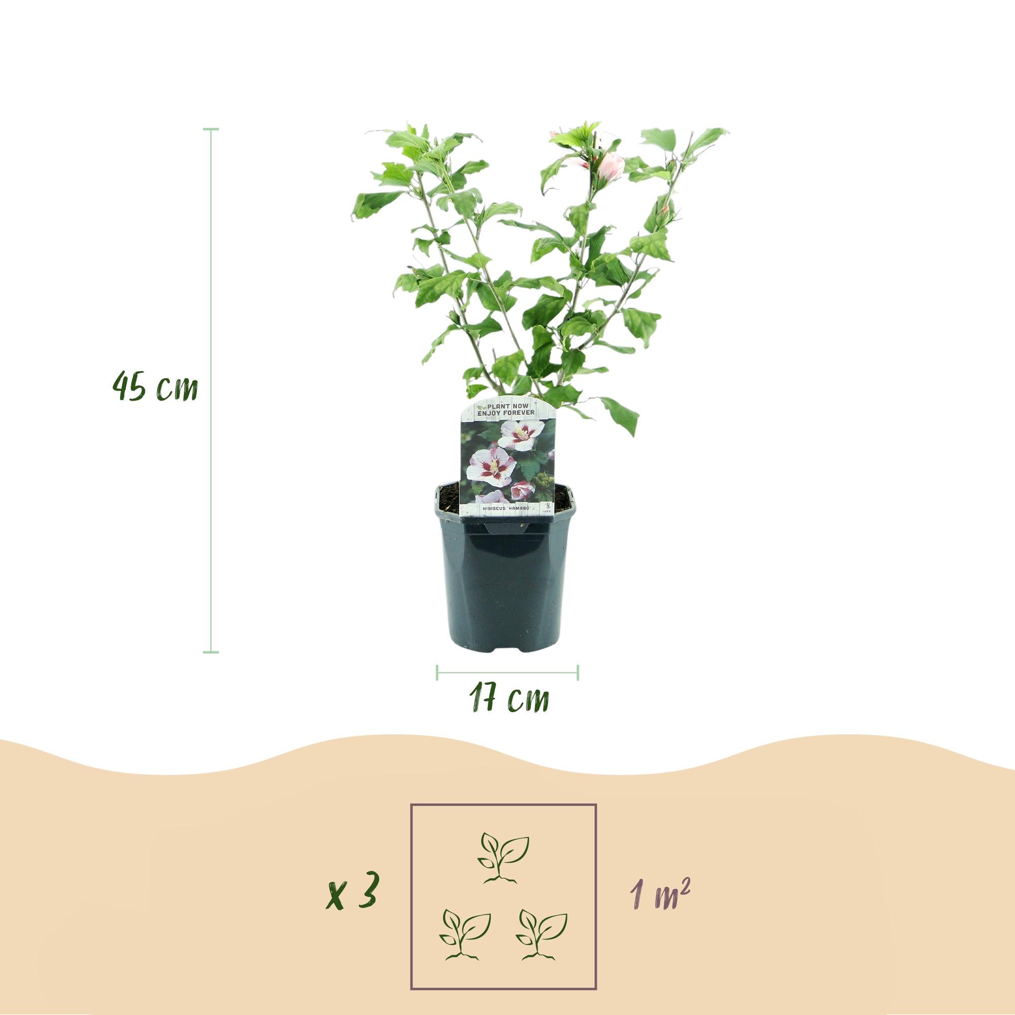 Hibiscus syriacus Hamabo - Tuin Hibiscus - Winterhard - Wit - Roze - 3 Planten - Pot 17cm - Hoogte 45cm