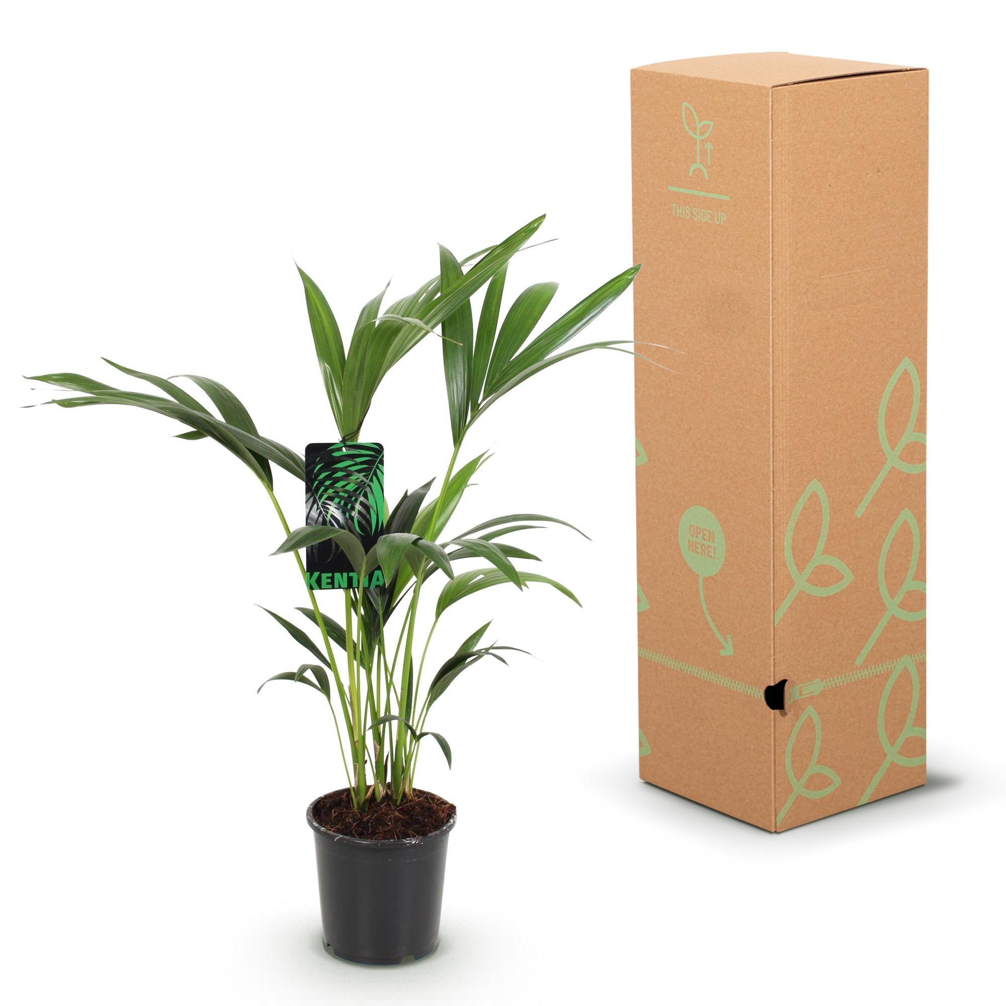 Howea Forsteriana - Kentia Palm - Weinig Onderhoud - Groen - 1 plant - Pot 17cm - Hoogte 70-75cm
