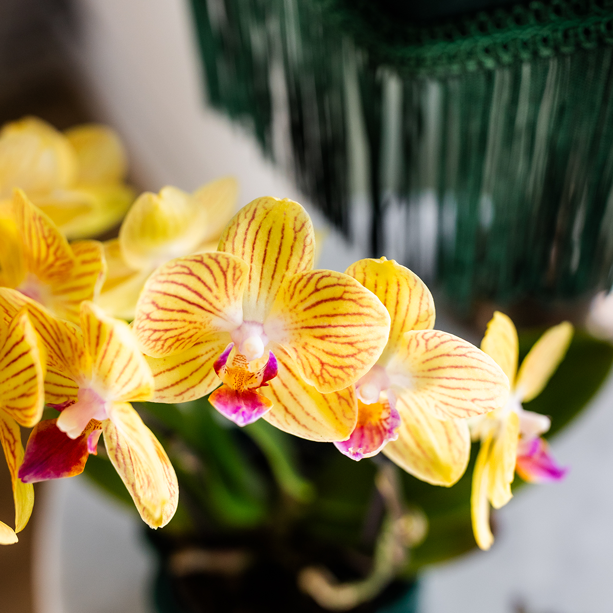 Kolibri Orchids | gele Phalaenopsis orchidee - Lima - potmaat Ø9cm | bloeiende kamerplant - vers van de kweker