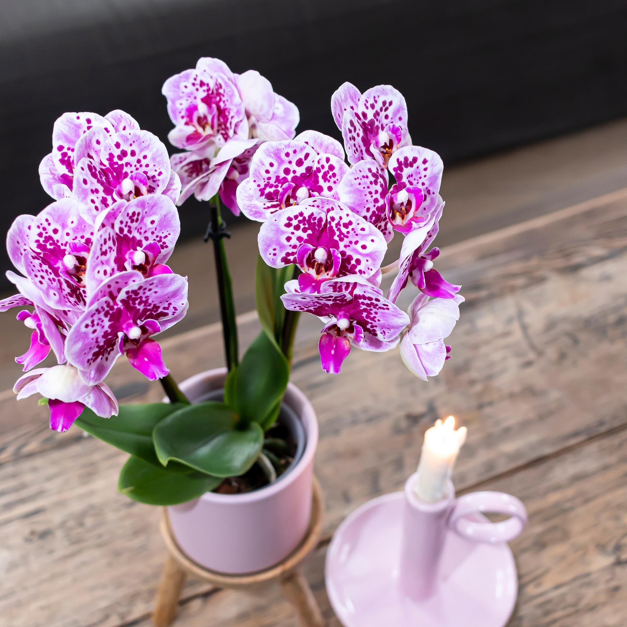Kolibri Orchids | Roze paarse phalaenopsis orchidee potmaat Ø9cm | El Salvador | bloeiende kamerplant - vers van de kweker