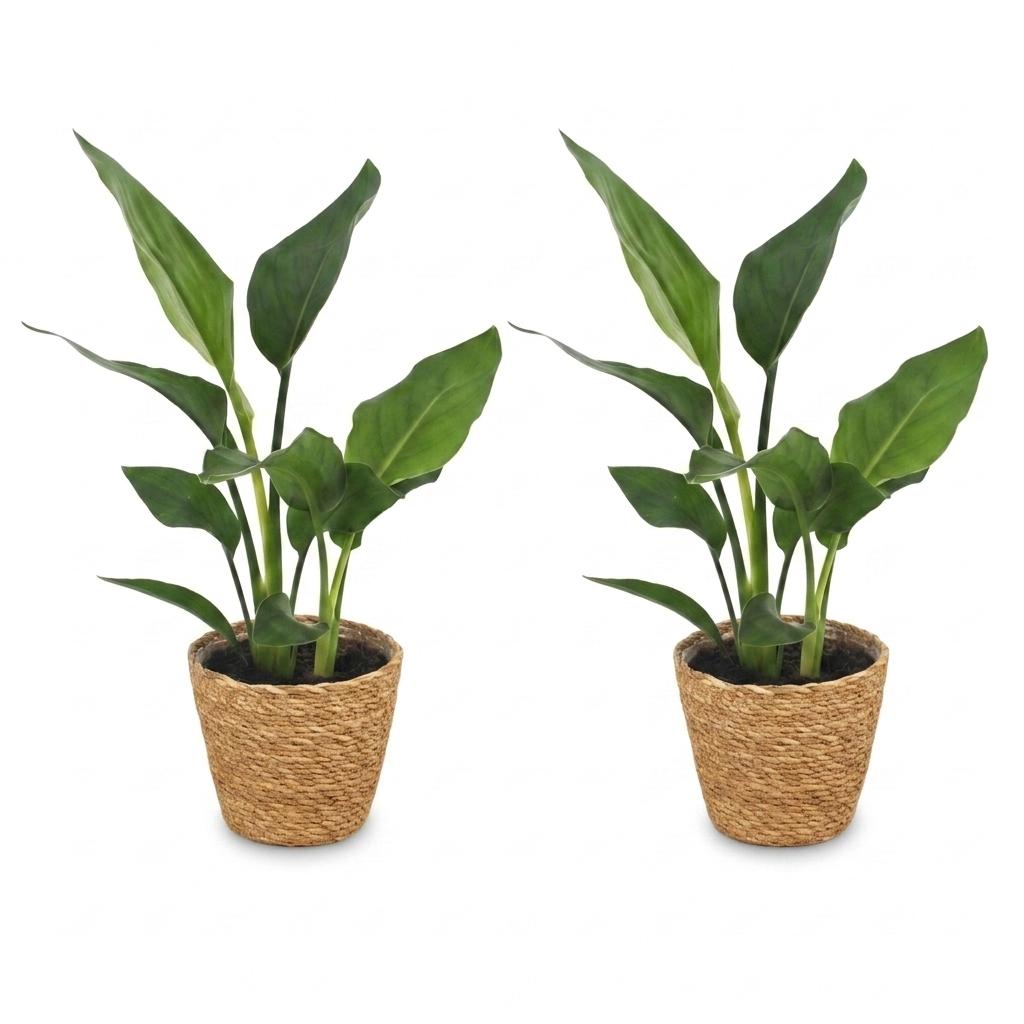 Strelitzia Reginea - Paradijsvogelbloem - 2x - met Mand - Pot 12cm - Hoogte - 35cm