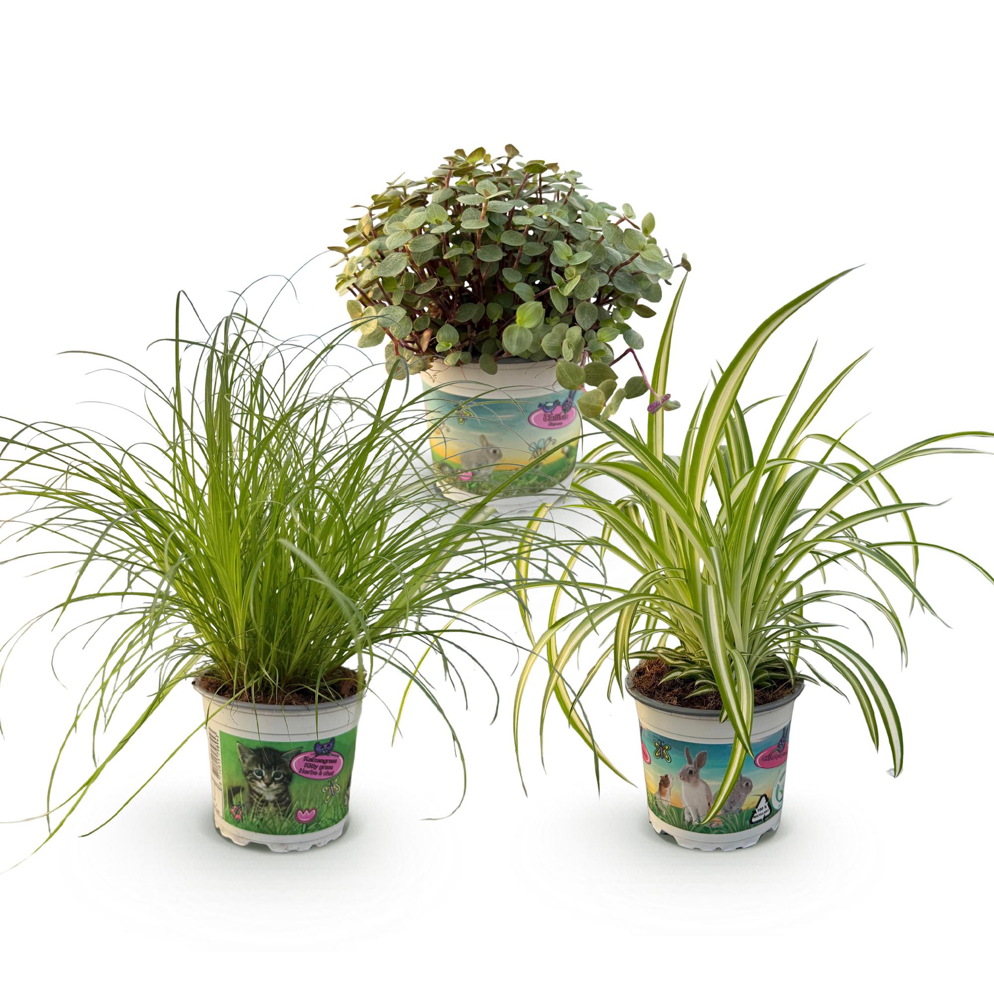 Cyperus - Calissia - Chlorophytum - Mix van 3 - Huisdiervriendelijke Planten - Groen - 3 Planten - Pot 12cm - Hoogte 20cm