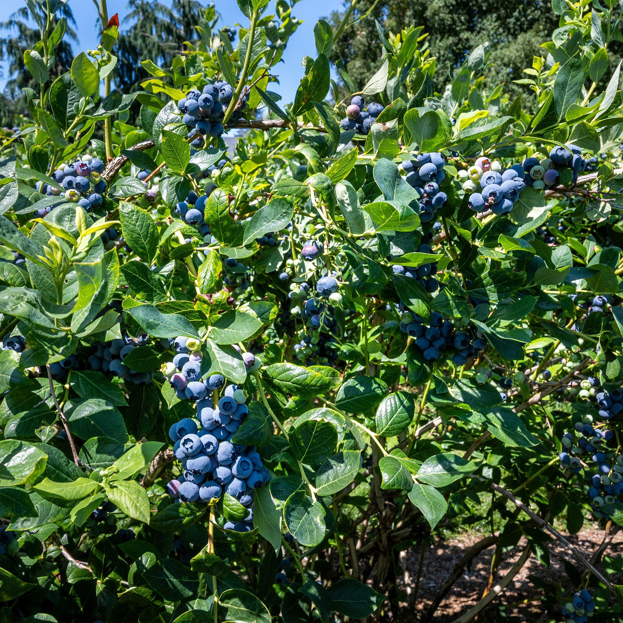 Bosbes -  Vaccinium corymbosum Goldtraube -  Blauwe bes - Doornloos - 2 planten -  Pot 11cm Hoogte 40cm
