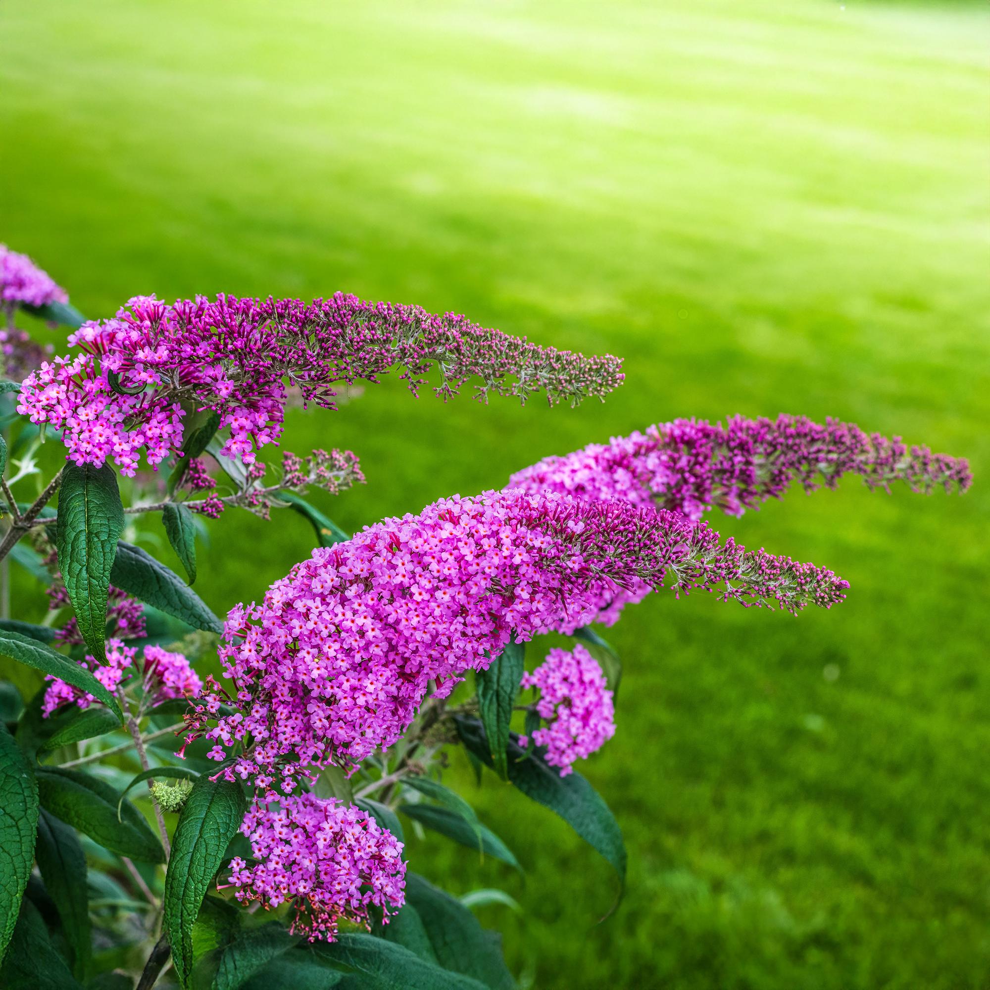 Green boutiQ - Buddleja davidii - Pink Delight - Fiore rosa - 1 pianta - Decidua - Attrattiva per farfalle - Vaso 17 cm Altezza 25 cm