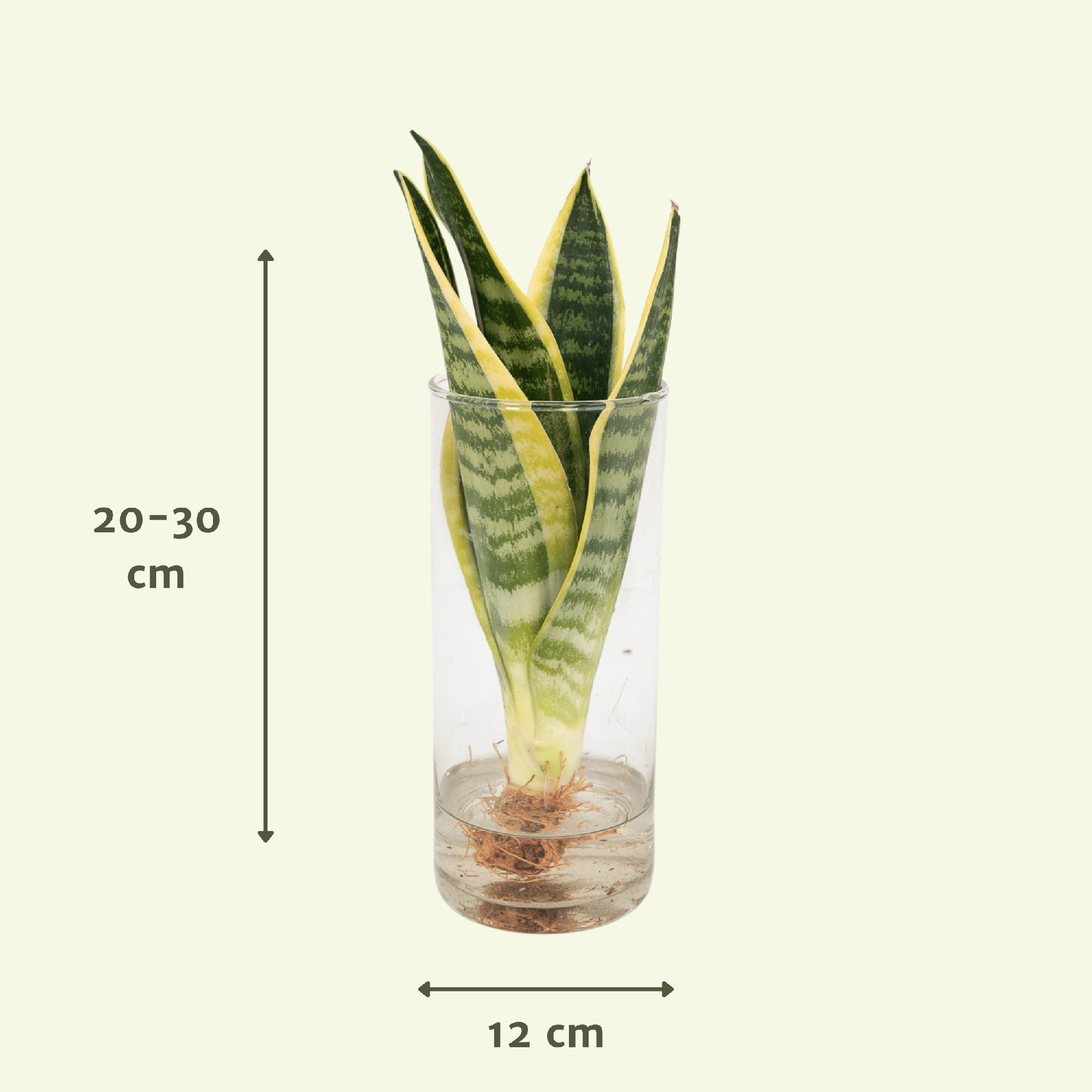 Sansevieria im Zylinderglas – Ø 12 cm – ↕ 30 cm