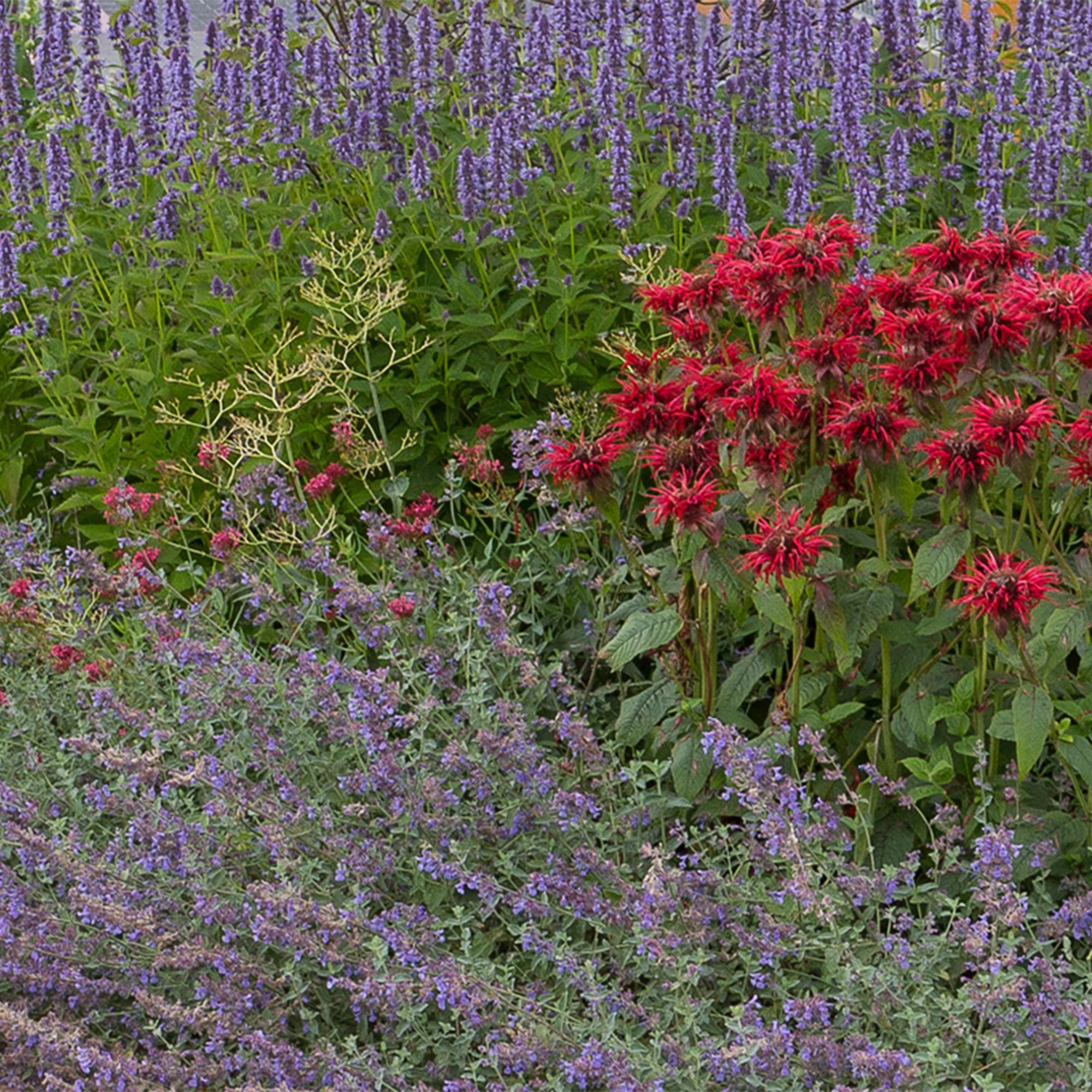 Borderpakket - Geurend - 8 Vaste planten - 1 m2 - Diversen kleuren - Weinig Onderhoud - Pot 11cm