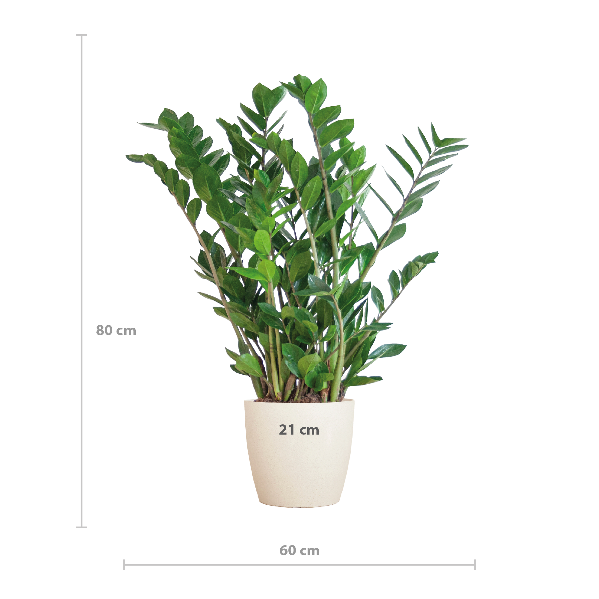 Zamioculcas Zamiifolia ZZ Plant - met Viber wit - 80cm - Ø21