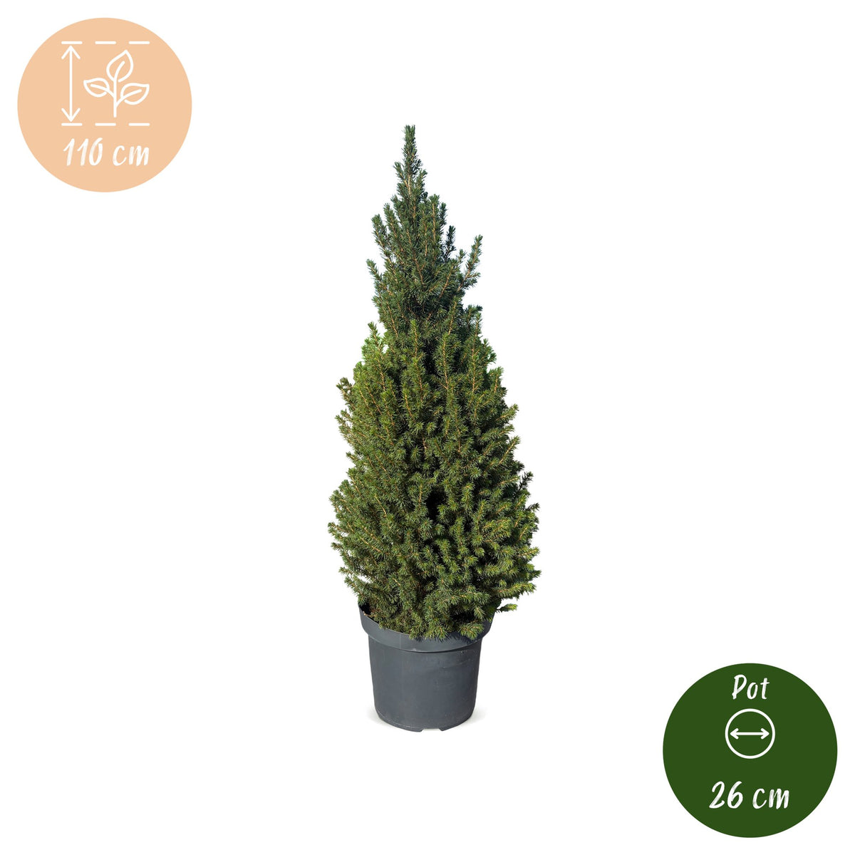 Picea glauca Conica - Kegelspar - Groen - Kerstboom - Ø26cm - ↕110cm