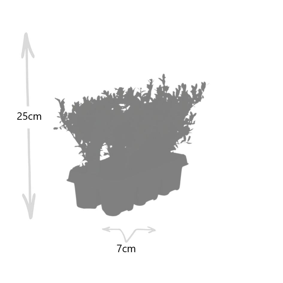 Lot de 12 x 6 Ilex crenata 'Jenny' - Ø7 cm - ↕15 cm