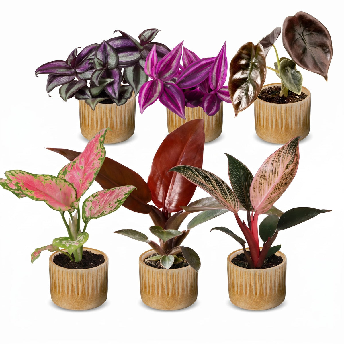 Baby Planten Paradise Mix - Diversen 6x - Tropisch - incl. Linnea Honey - Ø6cm - ↕10-15cm