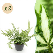 Pteris cretica Albolineata - Båndbregne - Kæledyrsvenlig plante - Grøn - 2 planter - med grå keramik - 12 cm potte - Højde 20 cm