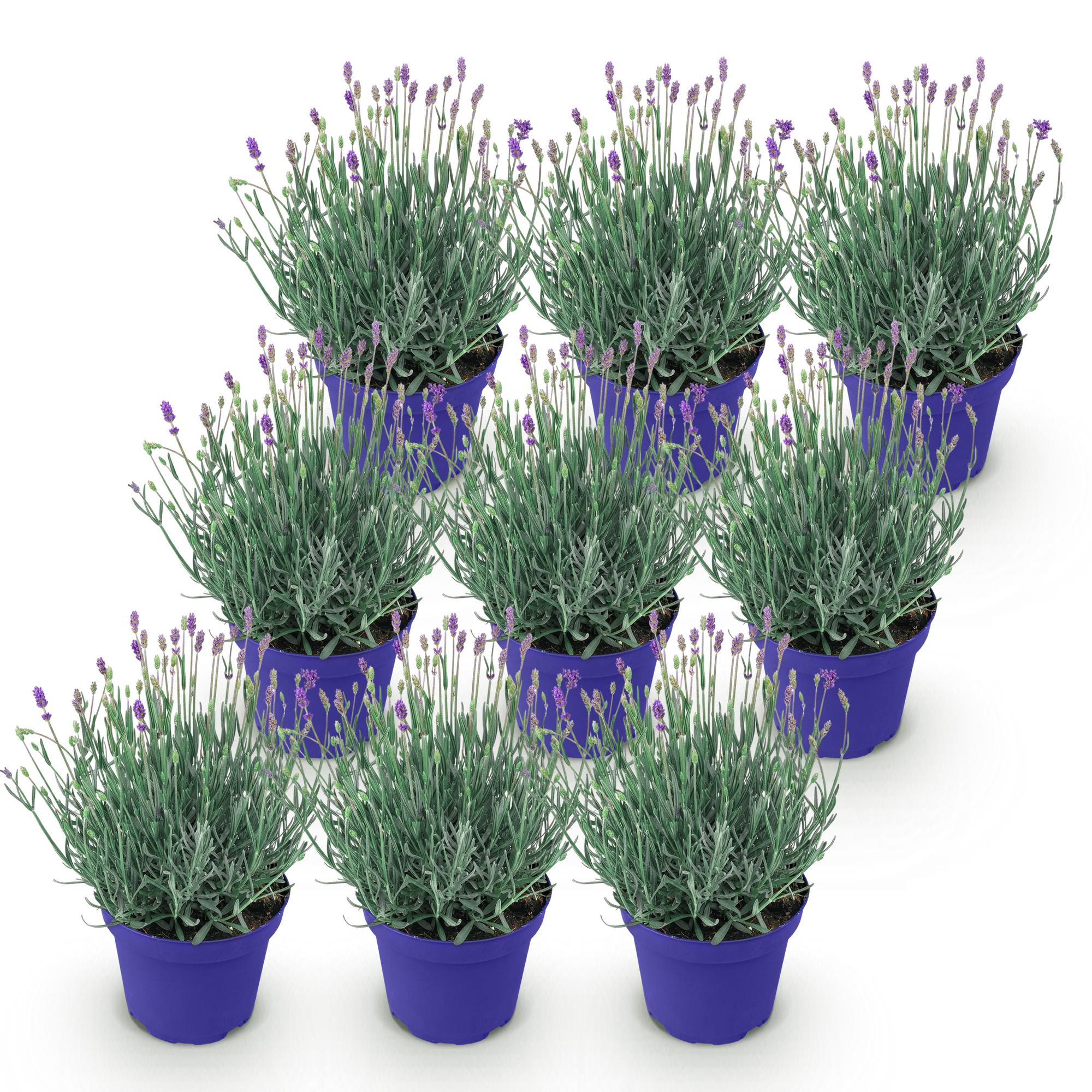 Lavandula angustifolia Hidcote - Lavendel - Winterhard - Paars - 9 Planten - Pot 12cm - Hoogte 20-25cm