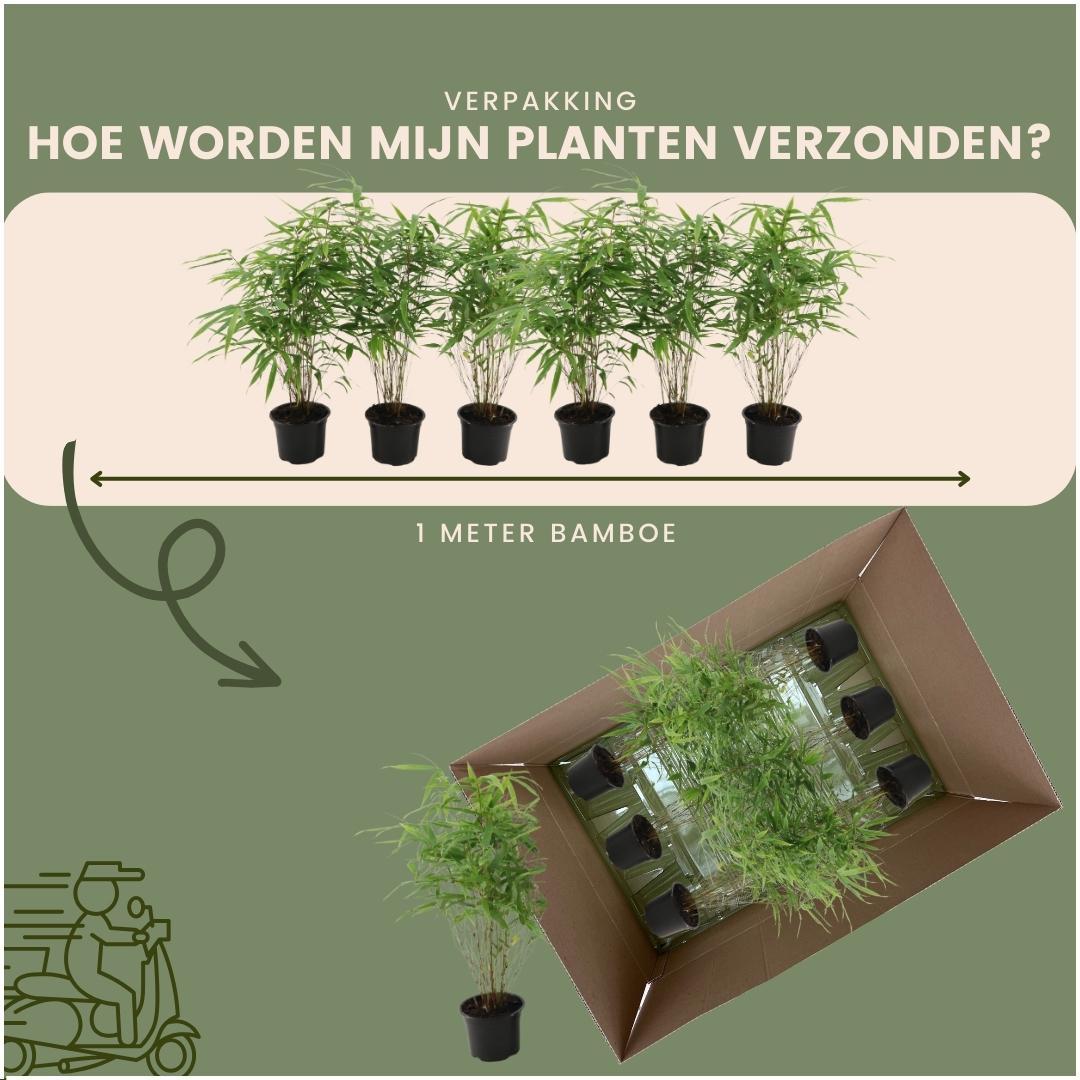 Fargesia Rufa 6x Ø12 cm - ↕25 cm