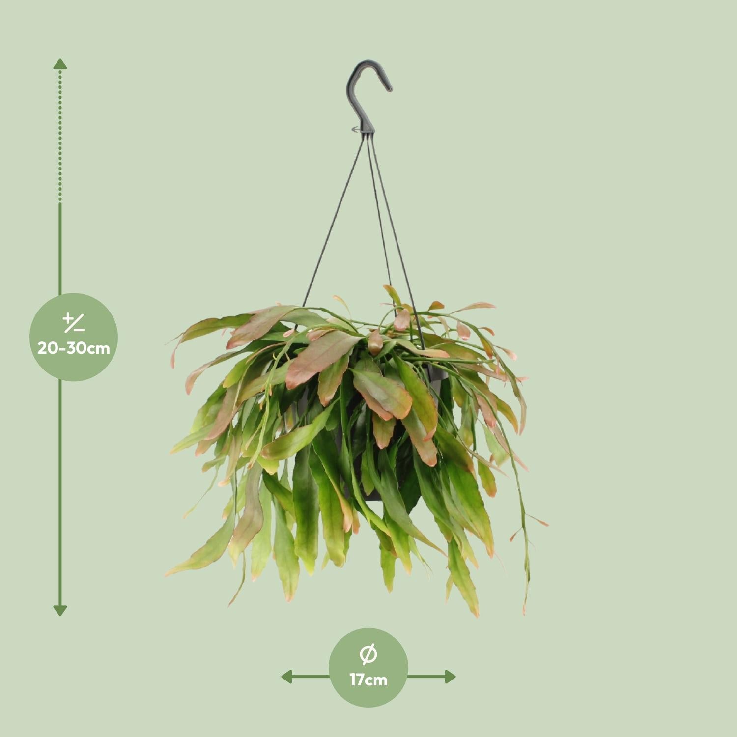 Corail rouge Rhipsalis - Ø17cm - ↕25cm