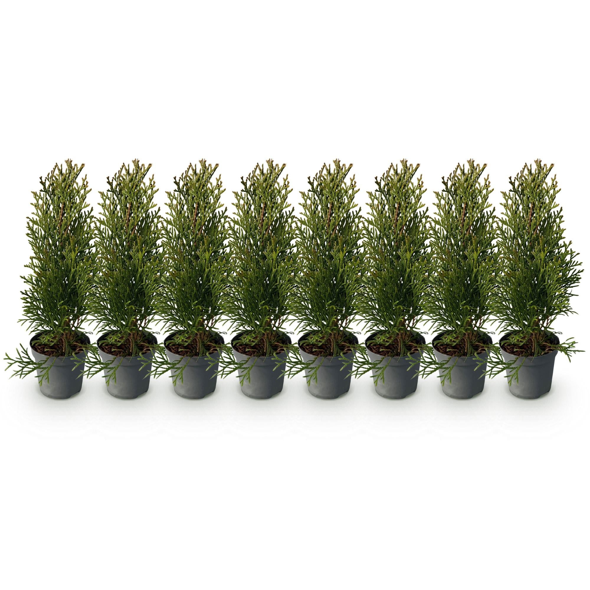Thuja occidentalis Smaragd - blad groen - 8 planten - 1 strekkende meter - groenblijvend - pot 9cm hoogte 30-35cm