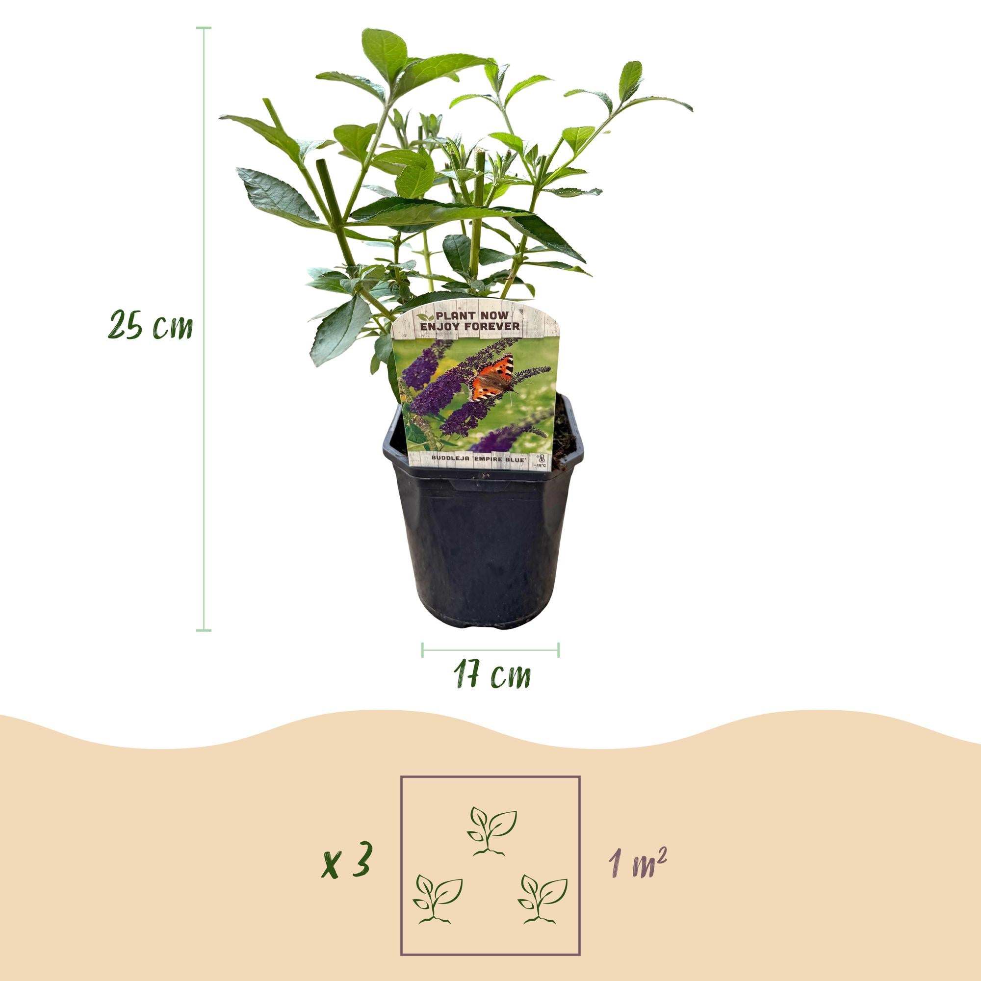 Green boutiQ - Buddleja davidii Empire Blue - Fiore Blu - 1 Pianta - Decidua - Attrattiva per Farfalle - Vaso 17 cm Altezza 25 cm