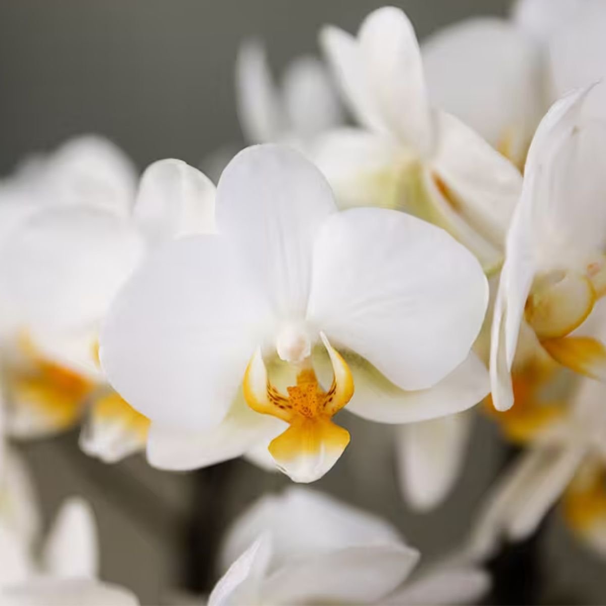 Kolibri Orchids | Witte Mono Bouquet Blossom Lausanne in Oyster Dish