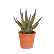Aloë zebrina Dannyz 10,5cm - in terracotta pot