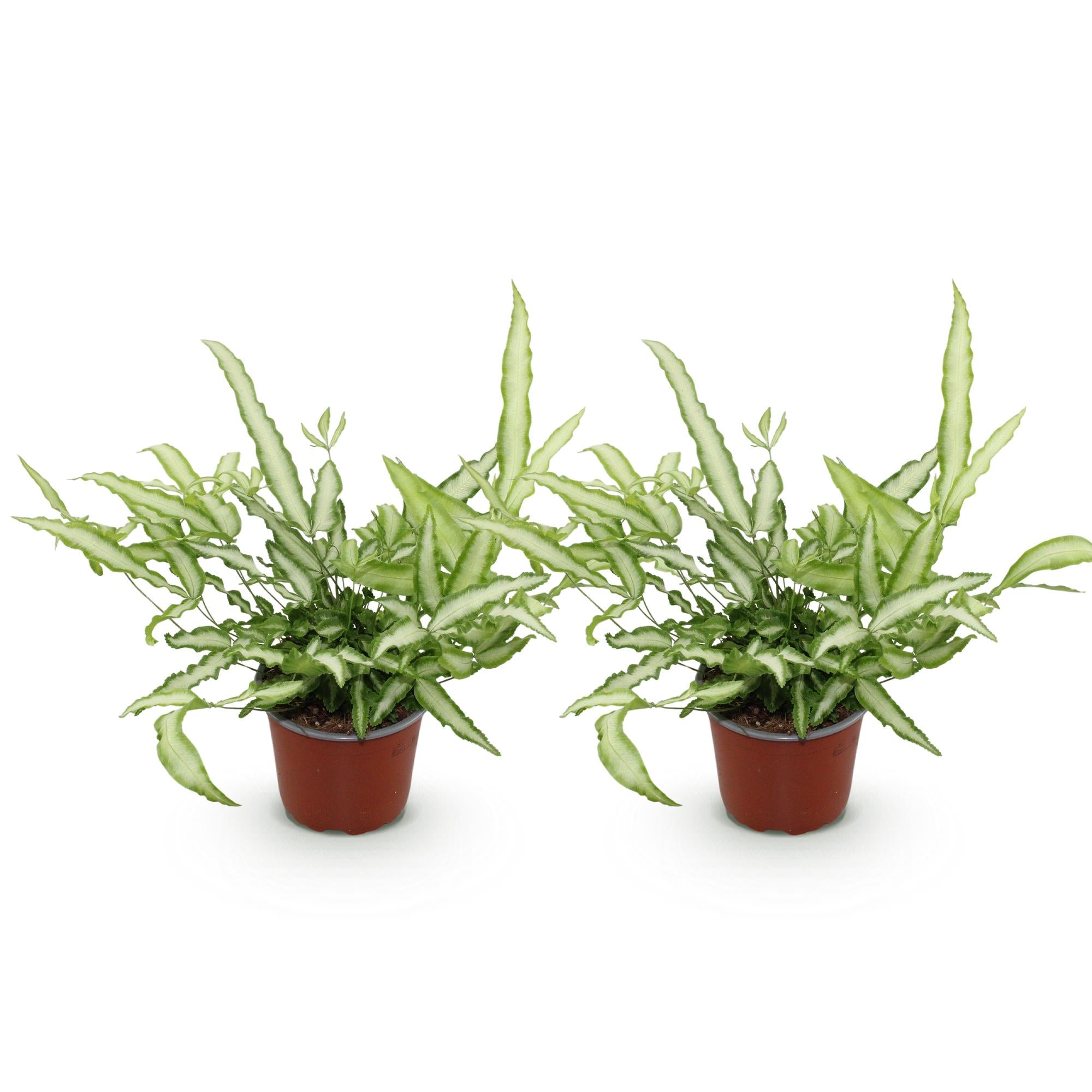 Pteris cretica Albolineata - Lintvaren - Huisdiervriendelijk - Bont - 2 Planten - Pot 12cm - Hoogte 28-30cm
