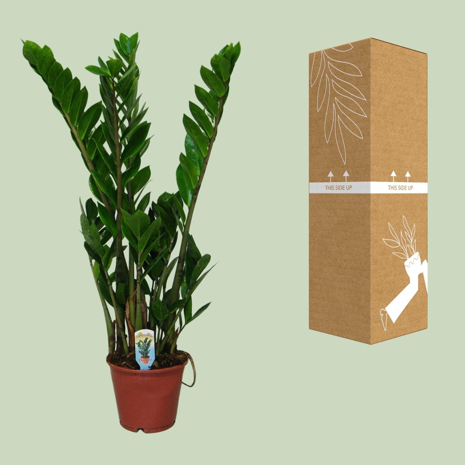 Zamioculcas Zamiifolia - Ø14 cm - ↕50 cm