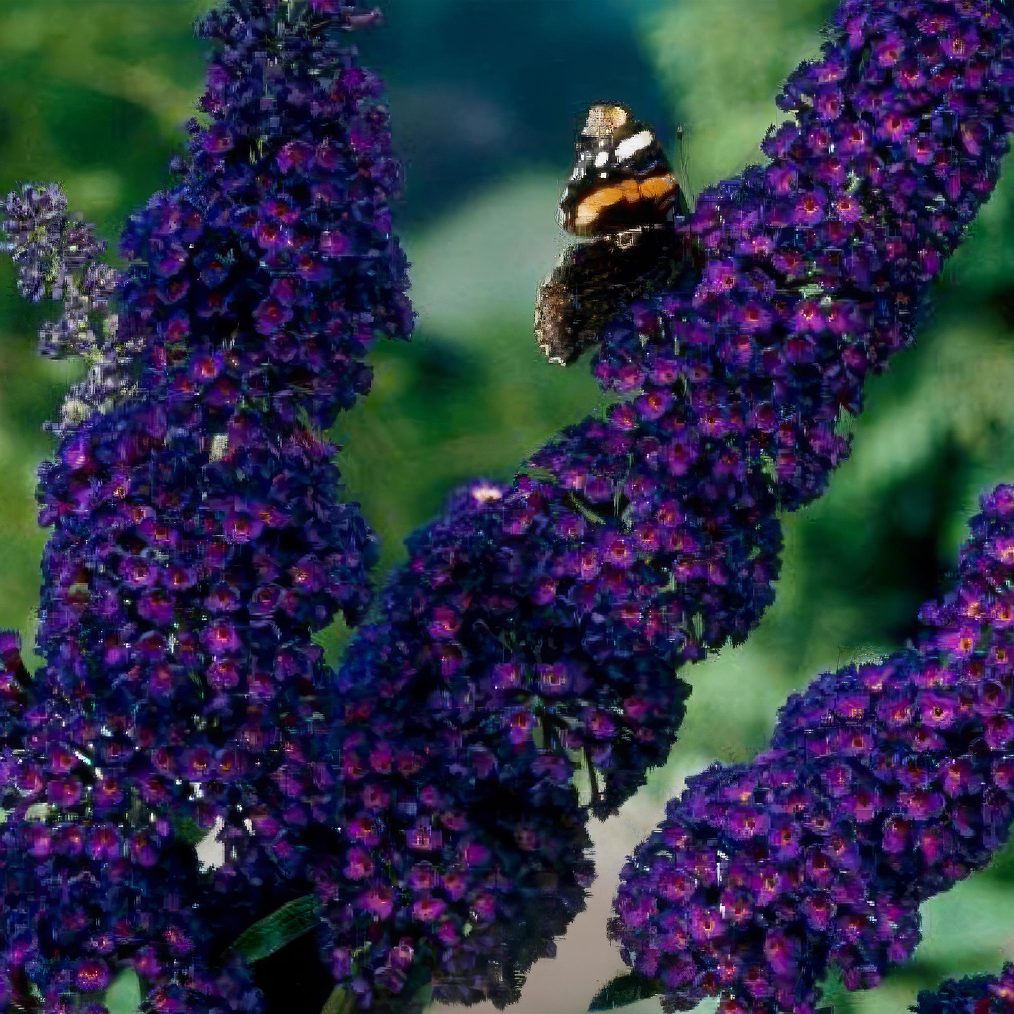 Buddleja davidii Black Night - Vlinderstruik - Winterhard - Paars - 3 Planten - Pot 17cm - Hoogte 45cm