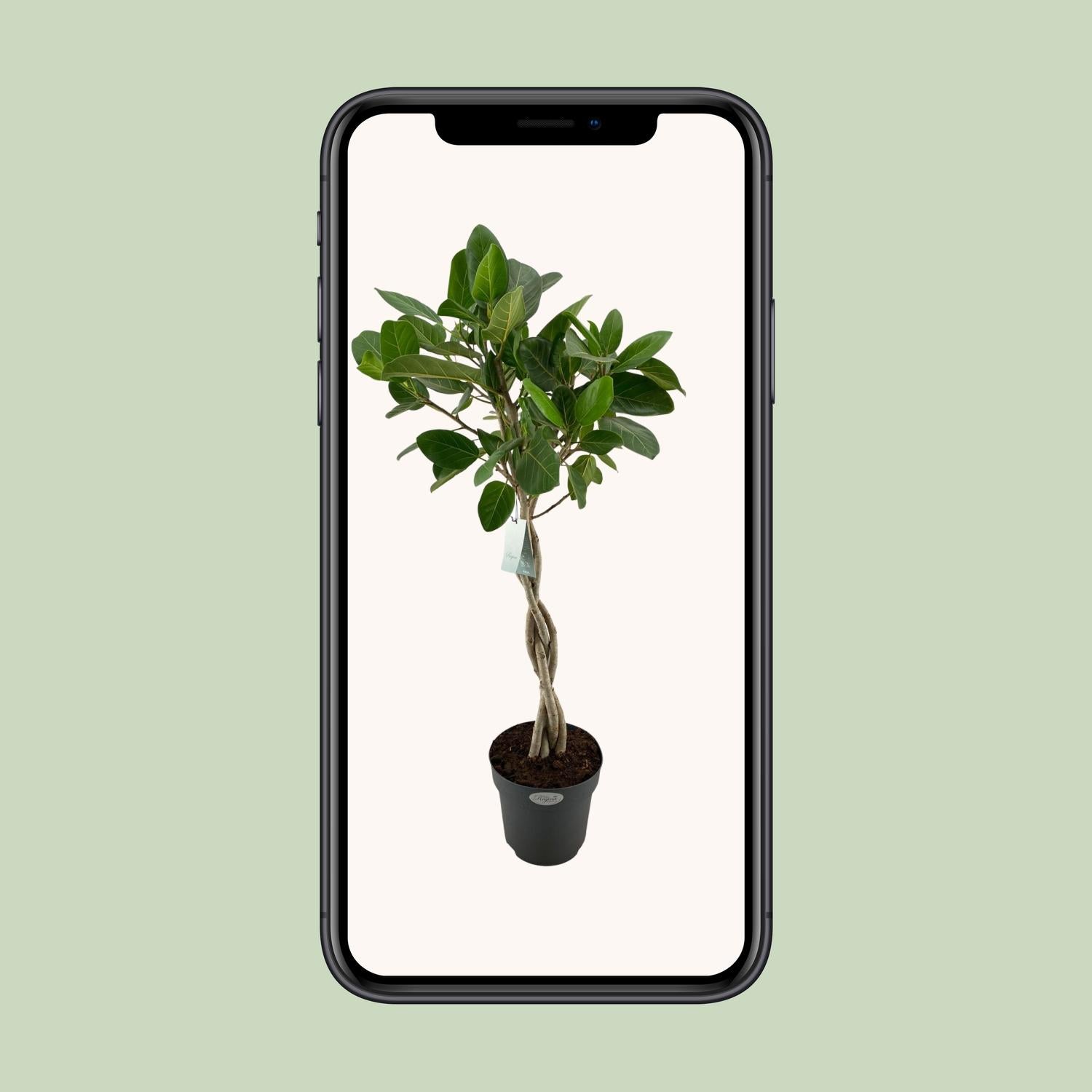 Ficus benghalensis 'Audrey' - Ø 27 cm - ↕ 110 cm