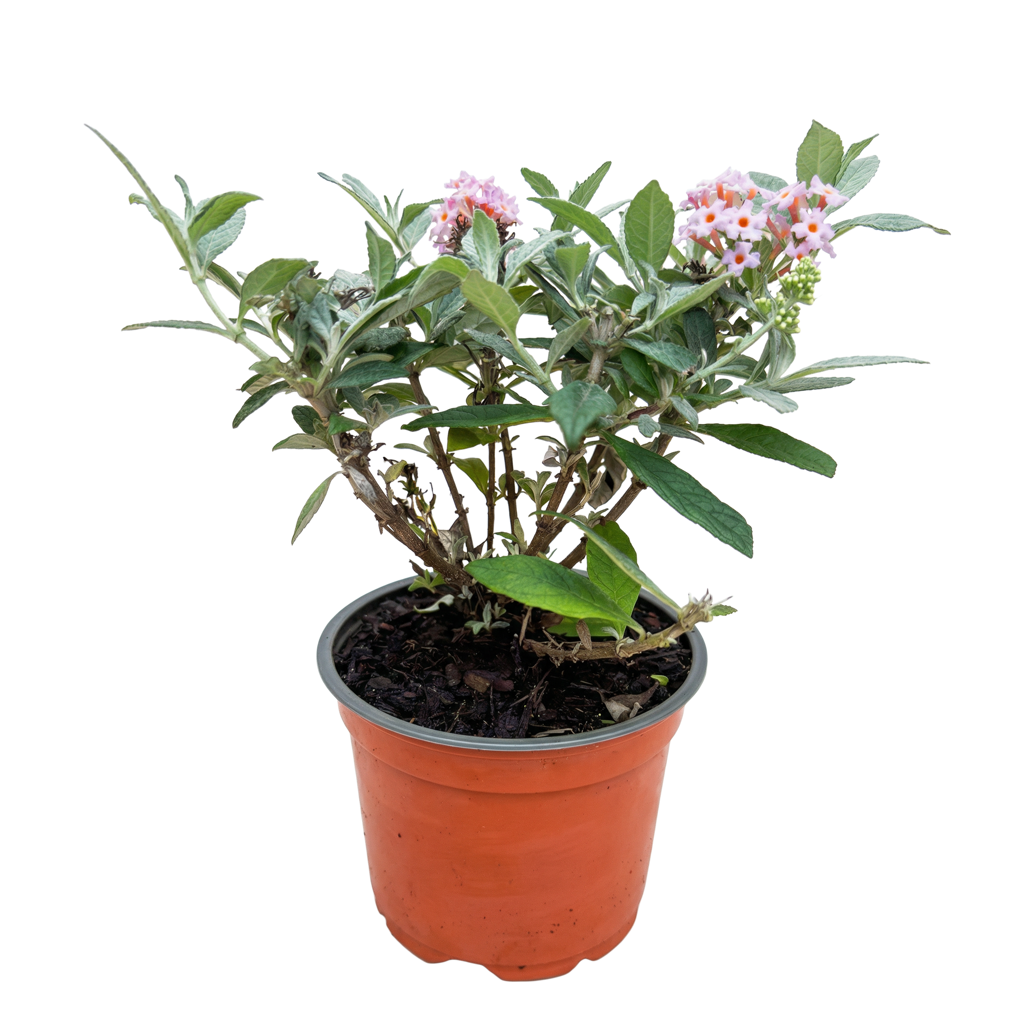 Buddleja davidii Butterfly Candy Little Pink - Vlinderstruik - Compact - Roze - 1 Plant - Pot 12cm - Hoogte 20-25cm