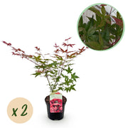 Green boutiQ – Terrassenpflanze – Japanischer Ahorn (Acer palmatum Beni Maiko) – Rot – 2 Pflanzen – Laubabwerfend – Topf 19 cm, Höhe 70 cm